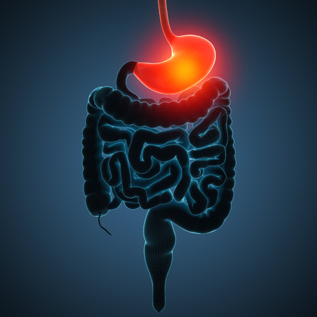 Anatomically right model of human internal organsの写真素材