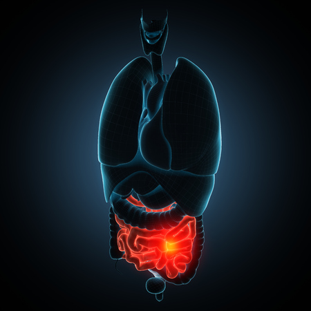 anatomically accurate 3d render illustrationの写真素材