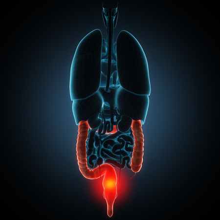 anatomically accurate 3d render illustrationの写真素材