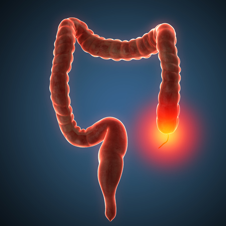 anatomically accurate 3d render illustrationの写真素材