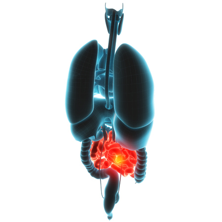 guts organ pain 3d illustrationの写真素材