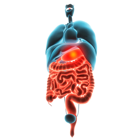 stomach organ pain 3d  illustrationの写真素材