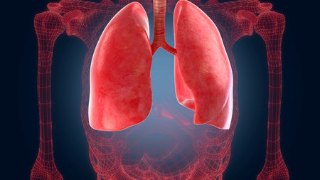 xray scan internal organs illustration