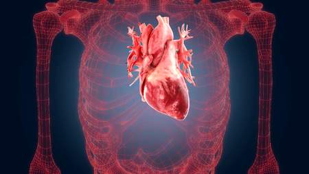 xray scan internal orans 4k videoの写真素材