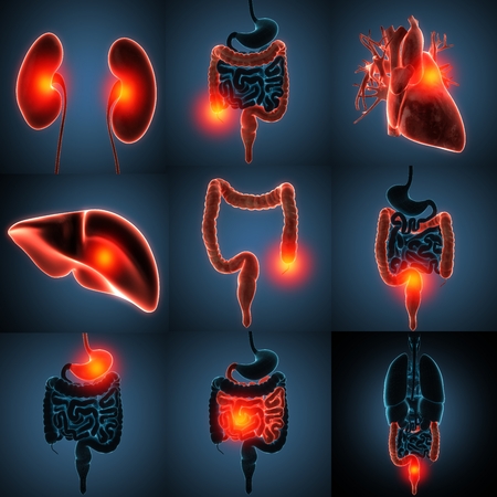 anatomically accurate 3d rendering of human organsの写真素材