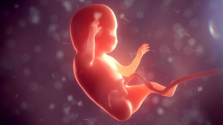 Human embryo inside body. 3d illustrationの写真素材