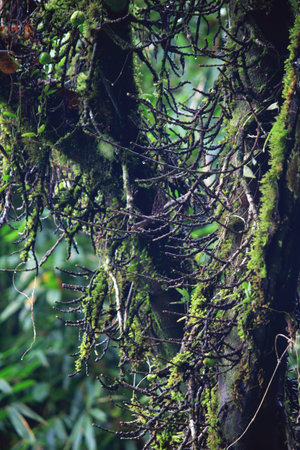 Commensalism of tree and mosses
