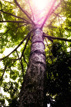 Sun Shining Through a Tall Tree with Detailed Barkの写真素材