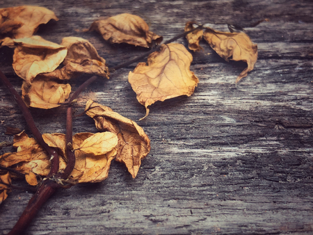 The dry branches have brown leaves on the old wooden floor. Vintage color.の写真素材