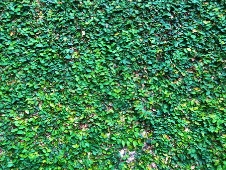 Ficus pumila (creeping fig or climbing fig) Growing, full spread, cemented walls.の写真素材