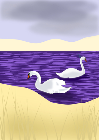 Two white swans swimming in a blue sea.の写真素材