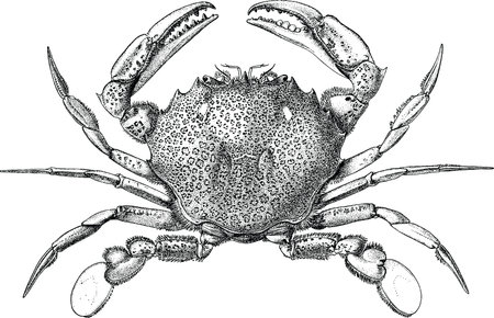 Graphic image of a crabの写真素材