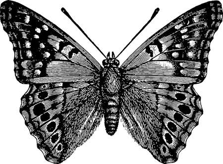 Graphic image of a butterflyの写真素材
