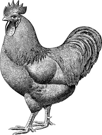 Antique image chickenの写真素材