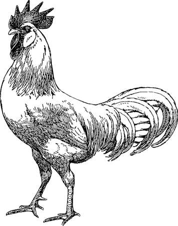 Retro image roosterの写真素材