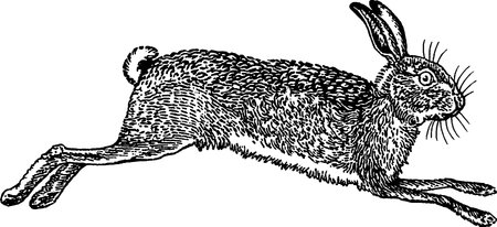Antique image hare