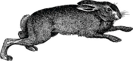 Vintage image rabbitの写真素材