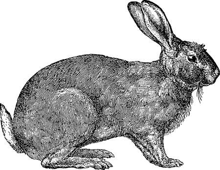 Antique rabbit imageの写真素材