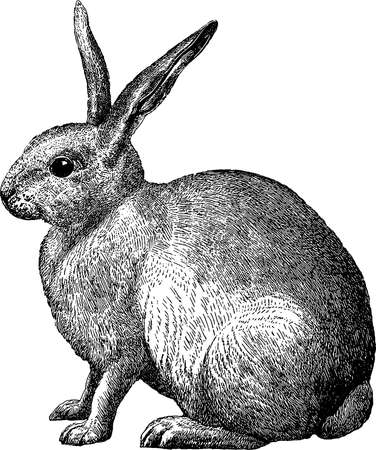 Antique image rabbitの写真素材