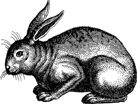 Antique image hareの写真素材