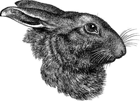 Antique rabbit head imageの写真素材