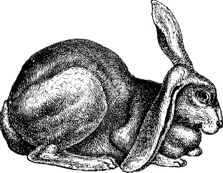 Vintage hare imageの写真素材