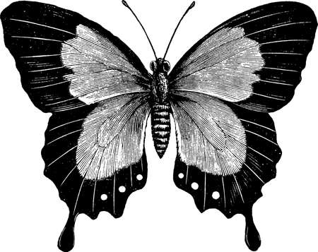 Vintage illustration butterflyの写真素材