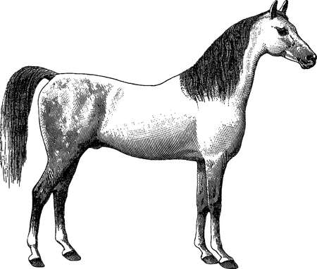 Antique horse illustrationの写真素材