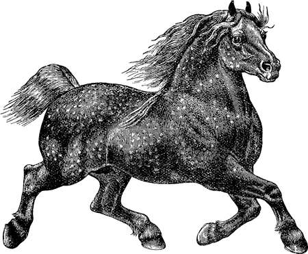 Antique illustration steedの写真素材