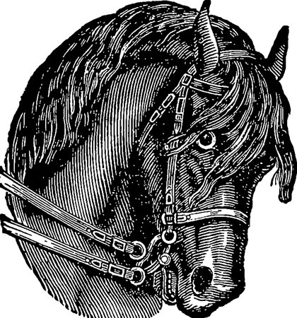 Vintage horse head imageの写真素材