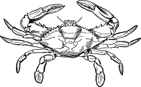 Antique crab imageの写真素材
