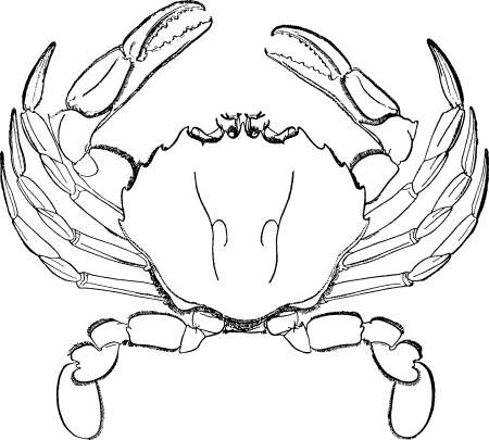 Vintage crab imageの写真素材