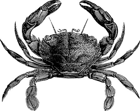 Vintage image crabの写真素材