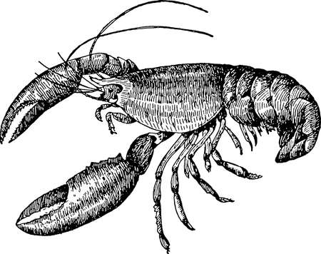 Vintage illustration lobsterの写真素材