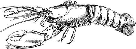 Antique image lobsterの写真素材