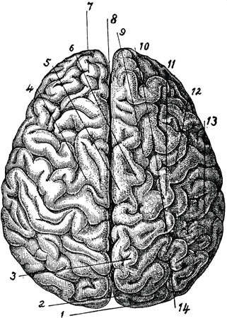 Vintage anatomical image human brainの写真素材