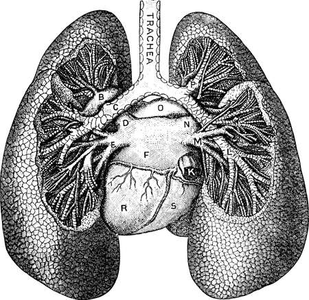 Vintage anatomic illustration human lungsの写真素材
