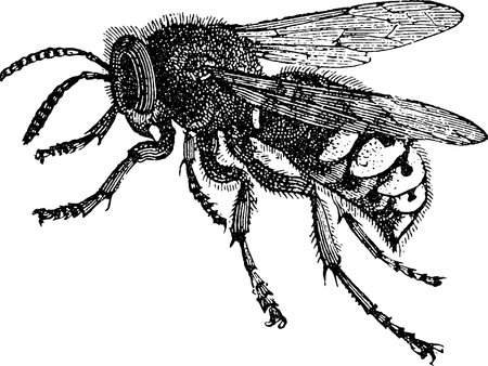 Antique image bee, vintage drawing honey beeの写真素材