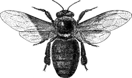 Vintage clipart bee, black and white graphics honey beeの写真素材