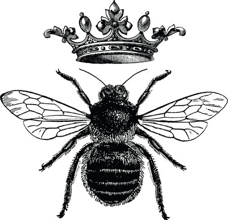 Vintage image queen bee, black and white drawing bee, retro illustration honey bee, olg picture beeの写真素材