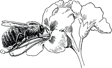 Vintage image bee on flower, black and white drawing bee, retro illustration honey bee, old picture beeの写真素材