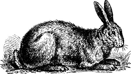 Rabbit. Ink black and white engraving. Vector illustration.の写真素材