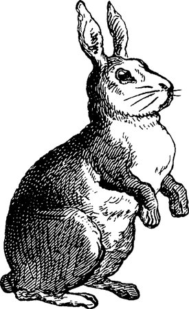 Rabbit.Sitting.Vector illustration ready for vinyl cutting.の写真素材