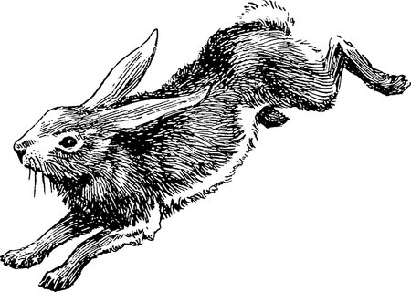 Rabbit. Ink black and white engraving. Vector illustration.の写真素材