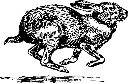 Rabbit running, vintage line drawing or engraving illustration.の写真素材