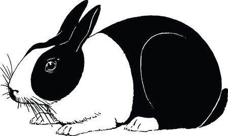 Illustration of a rabbit - black and white version.の写真素材