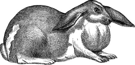 Victorian engraving of a rabbit. Digitally restored image from a mid-19th century Encyclopaedia.の写真素材