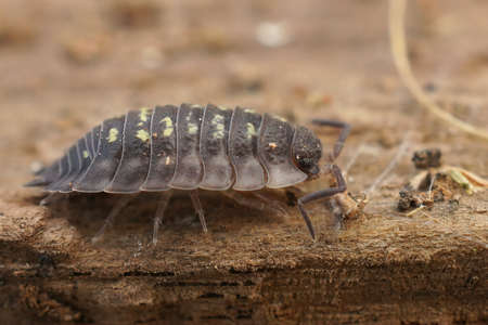 Closeup on the common shiny woodlouse, Oniscus asellus on a piece of woodの写真素材