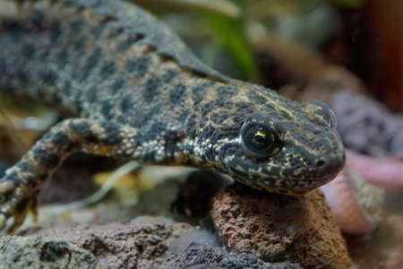 Closeup on an adult male Balkan crested newt, Triturus ivanbureschi underwaterの写真素材