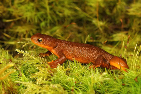 Close up of a subadult female Rough-Skinned Newt, Taricha granulosa on green moss in Northern Californiaの写真素材